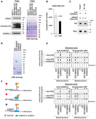 Lysyl oxidase-like 4 promotes the invasiveness of triple-negative breast cancer cells by orchestrating the invasive machinery formed by annexin A2 and S100A11 on the cell surface